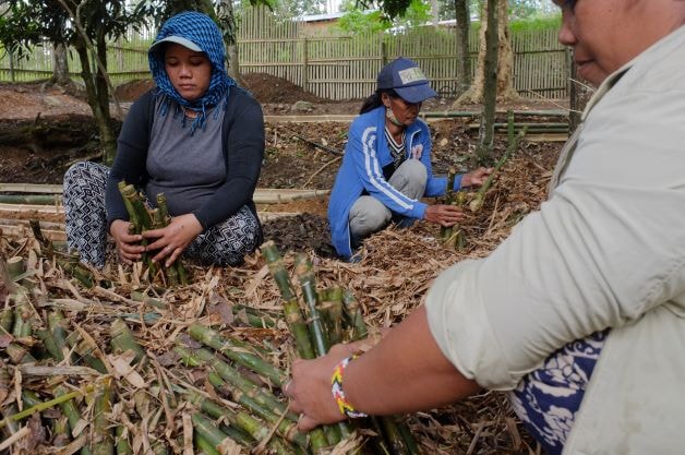 Three people sit among a pile of harvested bamboo, sorting and cutting stalks; a woman wearing a blue scarf and a blue hood looks focused, others work nearby.