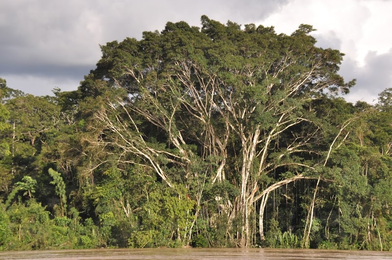 A large, sprawling tree with many lighter, exposed branches rising from a dense green forest by a calm water edge under a cloudy sky.
