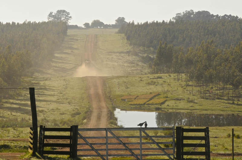 Dusty rural road winds up a hill through a fenced gate, with a pair of birds perched on the gate and a pond to the right, surrounded by trees and open fields.