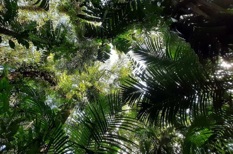Lush tropical canopy with green palm fronds and jungle foliage seen from below, sunlight filtering through dense leaves.