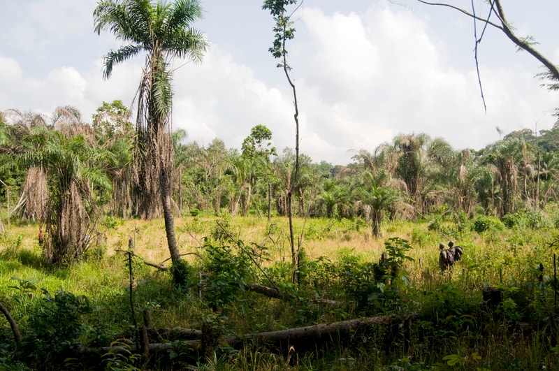 Lush tropical field with tall palm trees, dense green undergrowth, and scattered dried fronds; a few small figures near the distant edge, under a bright, partly cloudy sky.
