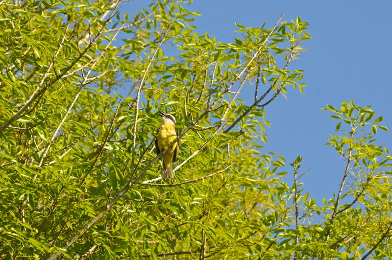 A small yellow and gray bird perched on a thin branch among bright green leaves, with a clear blue sky in the background.