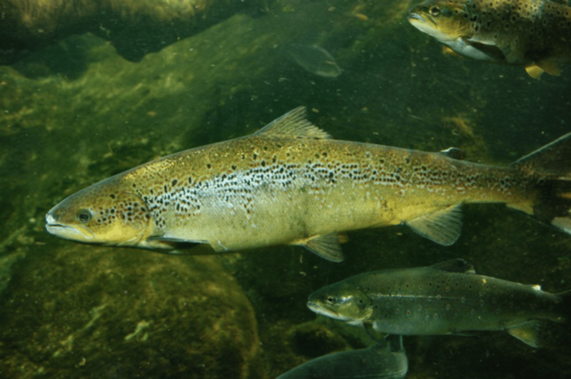 Two large brown trout swimming underwater with spotted bodies, visible rocks and a greenish water background.