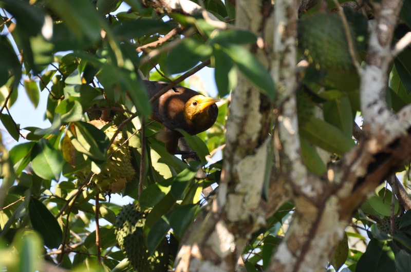 Rusty-brown bird with bright yellow beak perched among dense green leaves in a tree, face lit by sunlight, partial trunk and branches visible.