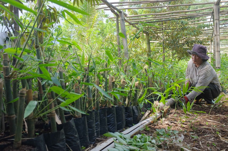 A person wearing a hat tends young bamboo plants in a shaded outdoor nursery with bamboo stakes and black plastic root bags along the soil path.