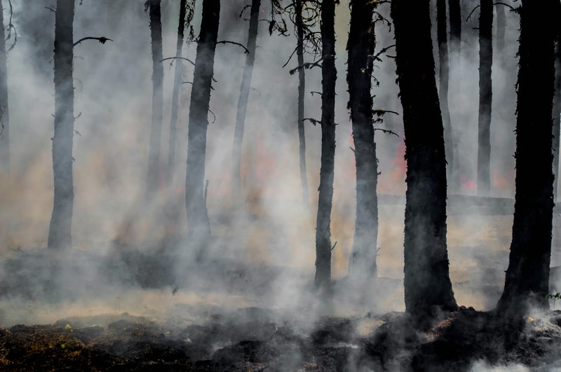 Smoke drifts through a forest of tall, charred trees, creating a hazy scene with muted colors and glowing embers visible in the background.