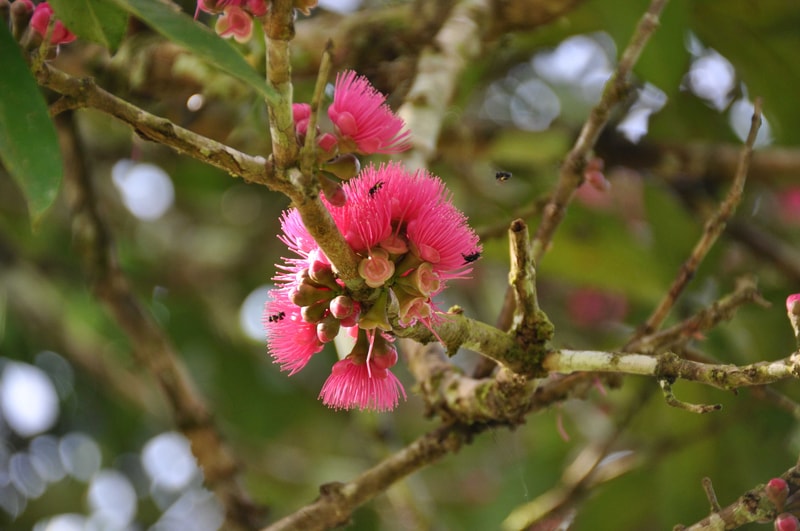 Pink pom-pom like blossoms with long stamen filaments cluster on a tree branch, surrounded by green leaves and mossy wood, with a small bee nearby.