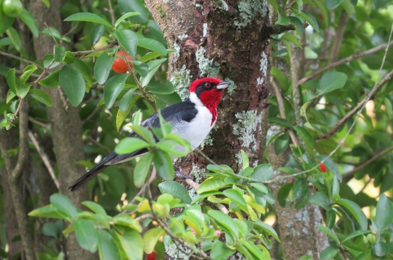Colombia Red headed Barbet