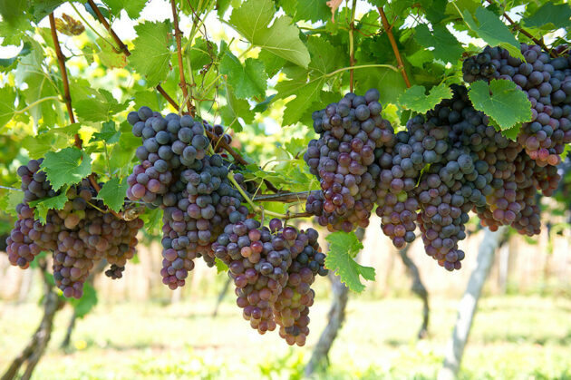 Bunches of dark purple grapes hanging from green vines in a sunlit vineyard, with broad green leaves and a blurred background of rows of vines.