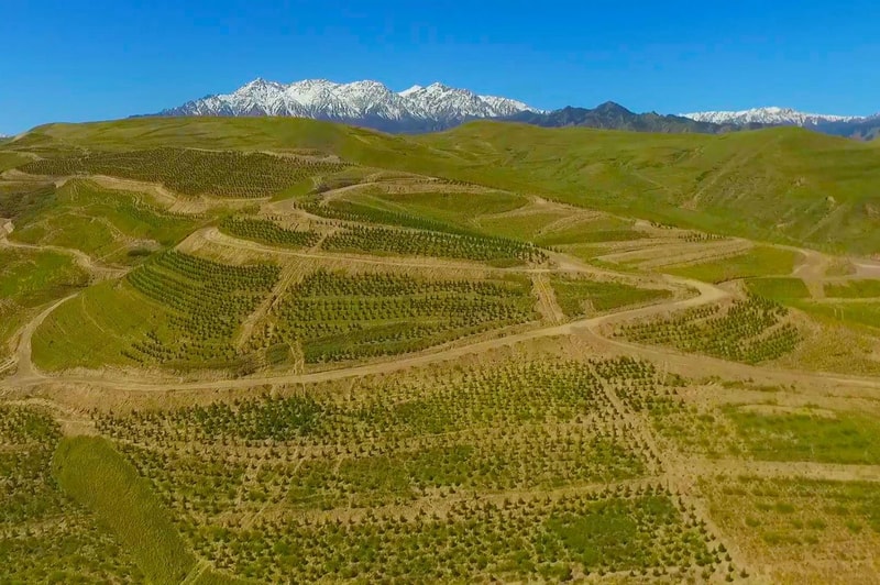 Rolling green hills with orderly rows of trees and dirt paths, vast farmland leading to distant snow-capped mountains under a clear blue sky.