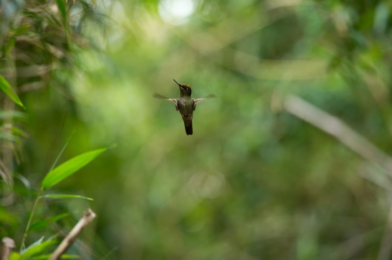 A hummingbird hovers in midair with wings blurred, long beak pointed forward, against a lush green blurred foliage background.