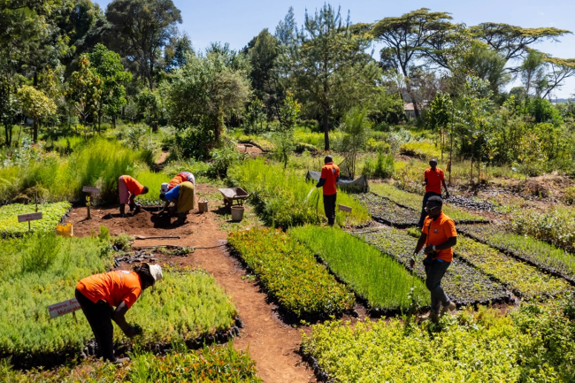 Several people in orange shirts work in a sunny plant nursery, tending young shrubs and rows of seedlings amid green trees and dirt paths.