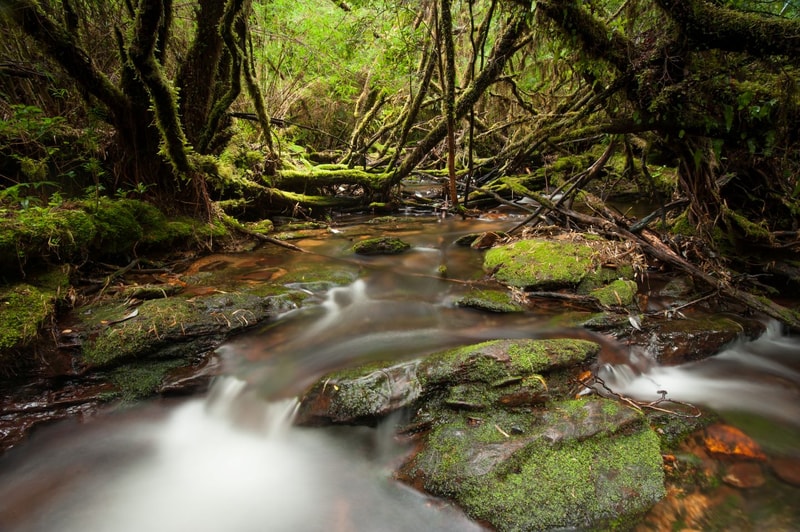 Lush mossy forest with a gently flowing stream over rocks, tangled fallen branches, and dense green canopy overhead.