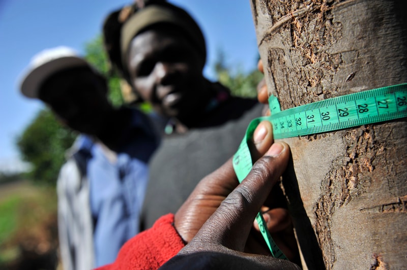 Two people measure a tree trunk with a bright green measuring tape, close up on the tape and hands, while blurred figures stand in the background on a sunny day.