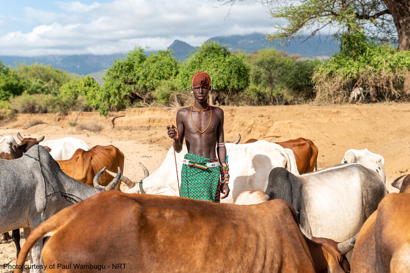 Young dark-skinned pastoralist standing amid a herd of cattle in a dry, rural landscape with green trees and mountains in the background.