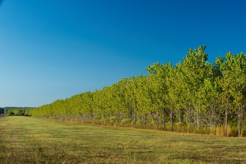 A row of young green trees lines a grassy field under a clear blue sky, stretching to the horizon on the left.