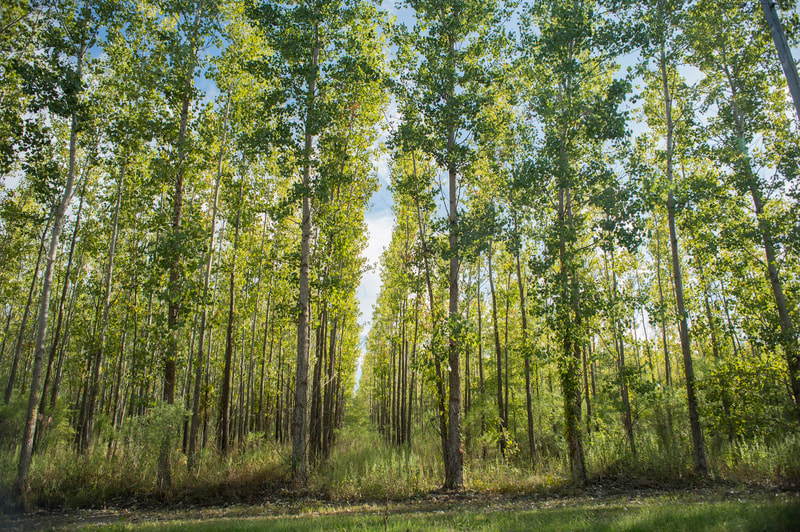 Rows of tall, slender trees with green leaves form a sunlit forest alley, light filtering through branches, grassy undergrowth, clear blue sky visible above