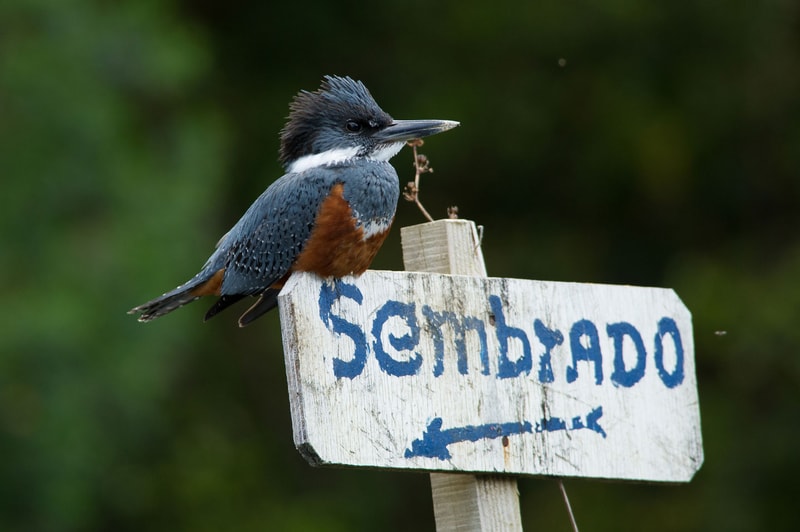 A kingfisher with blue-gray wings and chestnut sides perches on a weathered wooden sign reading Sambado, with a blurred green natural background.