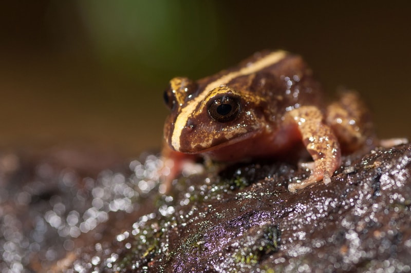Small brown frog with tan and cream stripes sits on a wet, glossy rock, close-up on its moist skin and large dark eyes, shimmering droplets and bokeh background.