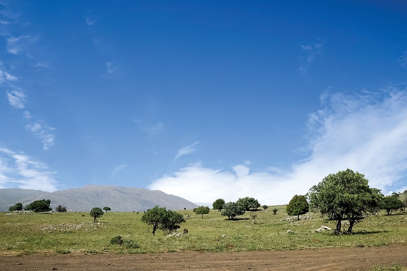 Open countryside with a grassy field, scattered trees, and a distant mountain range under a clear blue sky with a few wispy clouds.