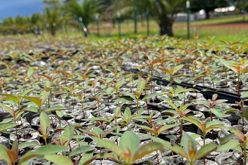 Close-up of young plant starts with slender reddish stems and light green leaves growing in a grid on a fabric nursery bed, with blurred trees and open field in the background.