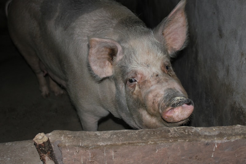 A pinkish gray pig leaning over a wooden barrier, facing the camera with large ears, a dirty snout, and small dark eyes in a dim barn setting.