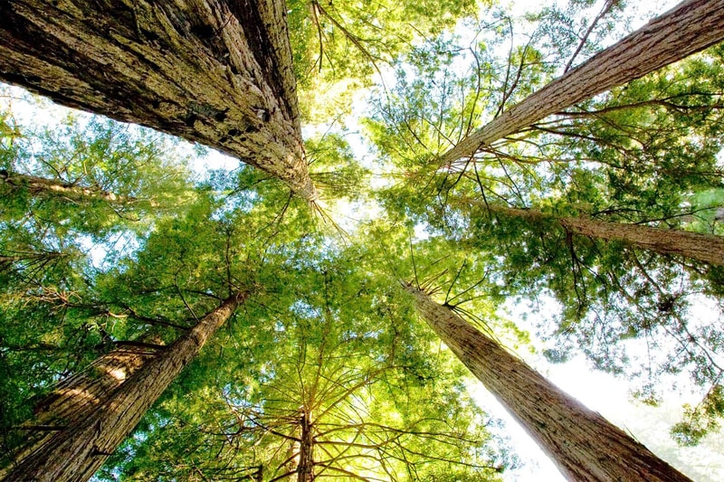 Looking up through tall trees in a lush forest, thick trunks radiate outward with bright green leaves forming a sunlit canopy overhead.