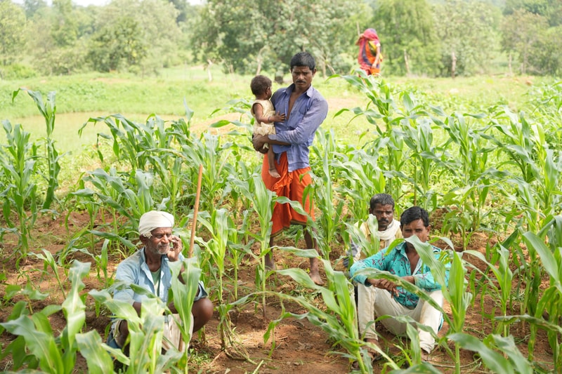 A rural farmer holds a small child in a cornfield, surrounded by several men working among tall green maize stalks with a distant tree-filled backdrop.