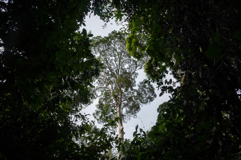 Tall tree with branching limbs reaching upward framed by dense, dark jungle foliage; pale sky visible through the canopy above.