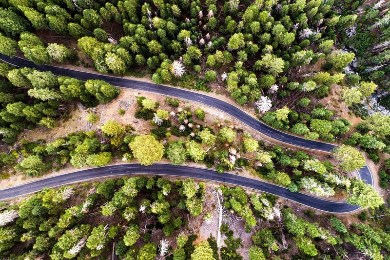 Aerial view of winding paved road cutting through dense green forest with various trees, some lighter and white-stemmed, and patches of exposed ground along the curves.