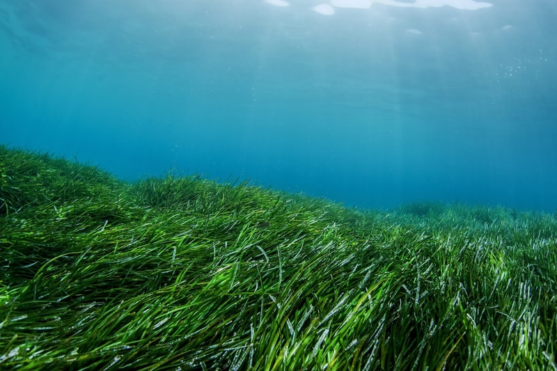 Underwater seagrass field with long green blades swaying on a gently sloping seabed, sunlight filtering through clear blue water above.