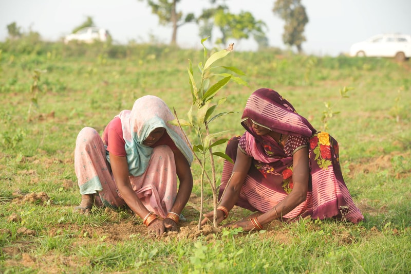 Two women in colorful traditional sarees plant a young tree sapling in a grassy field, kneeling in soil with focused expressions as they tend the small plant.