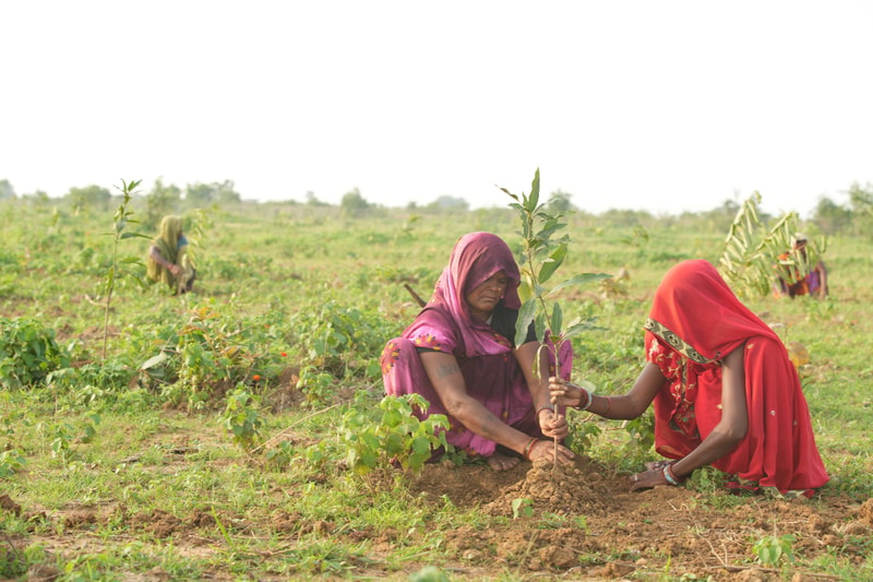 Two women in colorful sarees plant a sapling together in a sunny rural field, kneeling in soil as they hold the young tree upright.