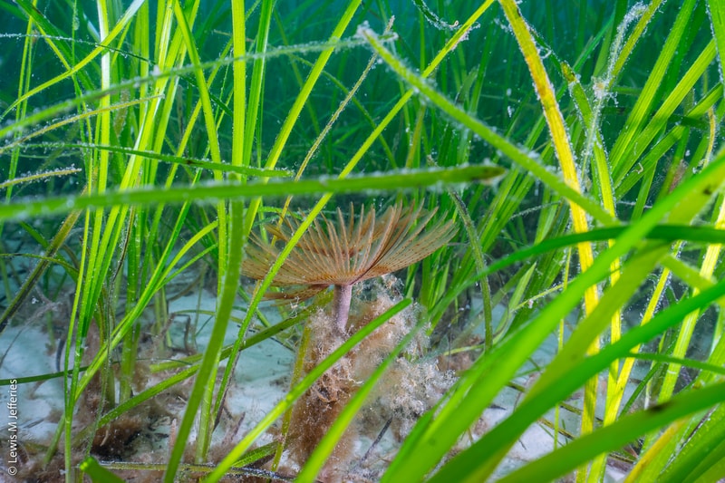 Underwater view of a delicate brown-gilled mushroom among green seagrass blades with a sandy seabed and small frost-like particles.