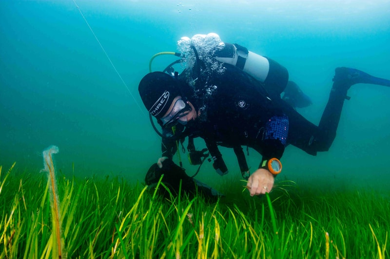 Divers diving in clear water among tall green seagrass, wearing wetsuit, mask, fins, and orange watch, steadying themselves while examining the seabed.