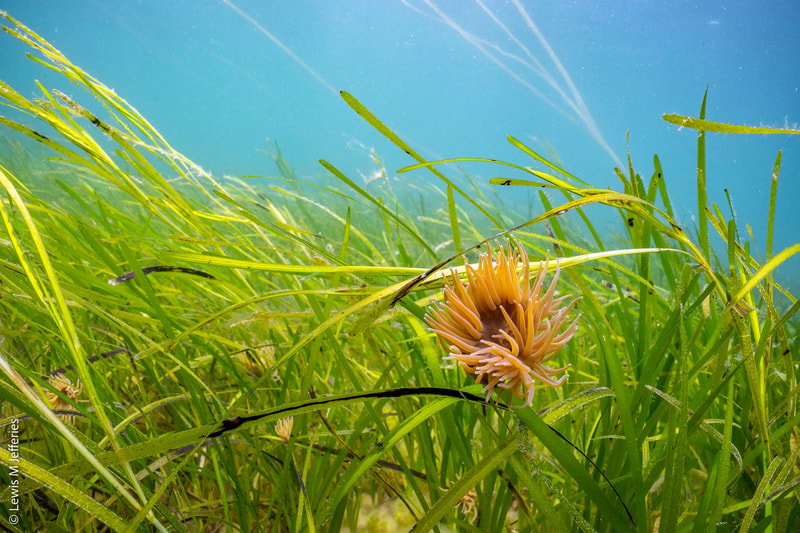 Underwater view of bright green seagrass swaying in clear blue water with a pinkish-orange sea anemone nestled among the blades.