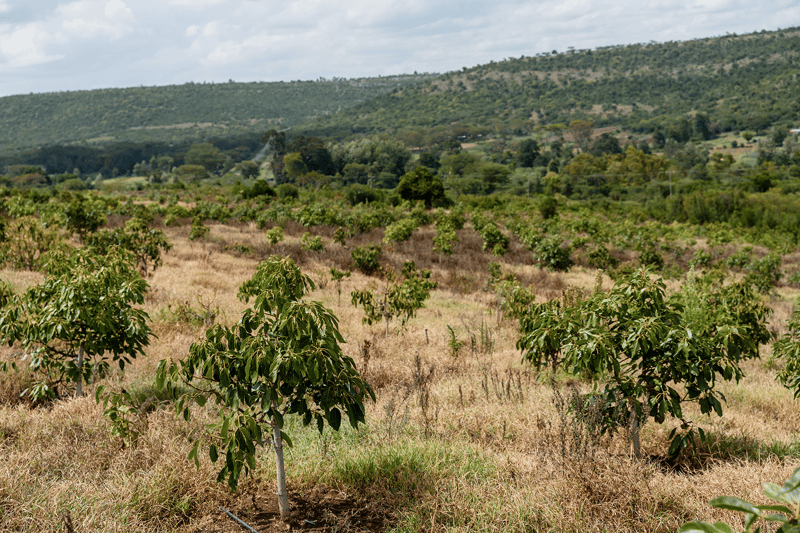Young trees with green leaves in a dry grassy field, rolling hills in the background under a partly cloudy sky.