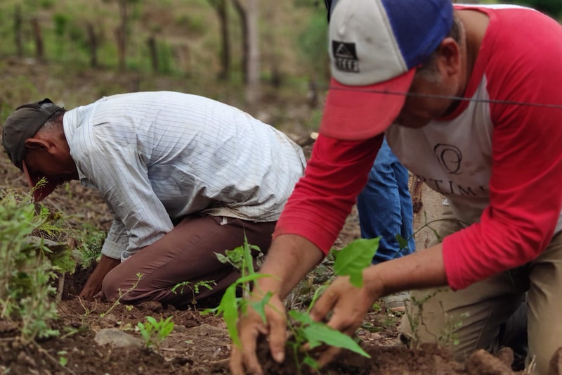 Two people kneeling and digging in soil, planting young seedlings in a field, wearing casual shirts and caps, focused on hands-on farming work.