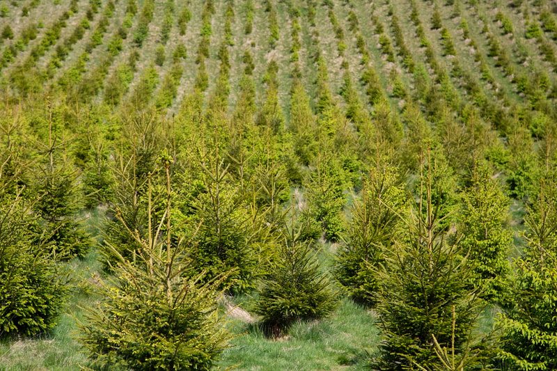 A vast field of evenly spaced evergreen trees planted in neat rows on a gentle slope, with bright green foliage and grassy ground between saplings.