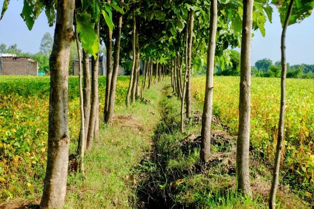 Rows of young trees planted in a neat alley between fields, with a narrow grassy path and a ditch running down the center, under a bright, sunlit sky.