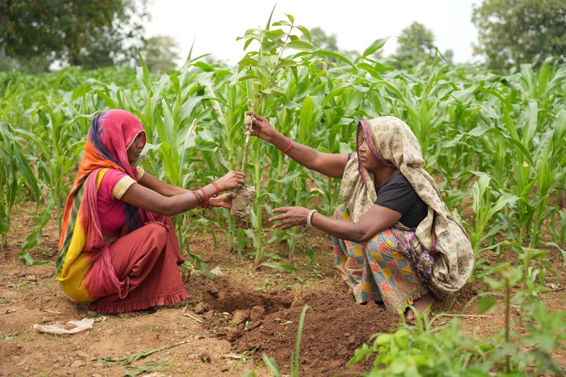 Two women in colorful traditional clothing plant a young tree sapling together in a rural cornfield, kneeling in brown soil and holding the sapling upright.