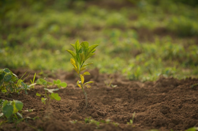 Small green plant sprouting from soil in a sunlit field,focus on central stem with leaves, surrounding soil and blurred grassy background.