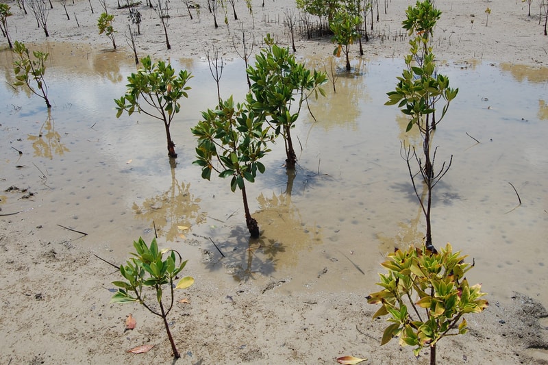 Young mangrove trees with green leaves growing in shallow, muddy water of a coastal wetland, reflecting in still pools and surrounded by sandy soil.