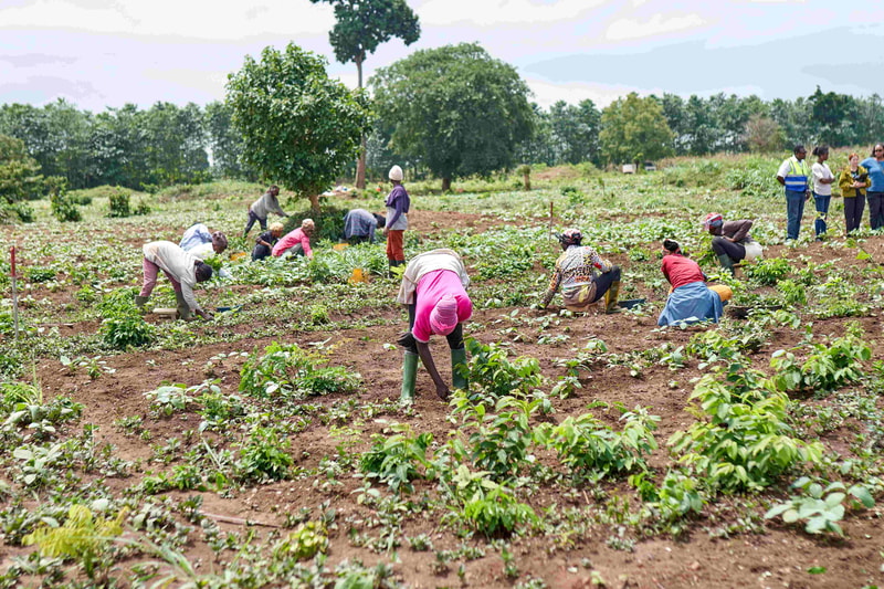 People working in a farm field, bending and tending rows of crops; several wear colorful clothing and boots, with a few standing in the background under trees.