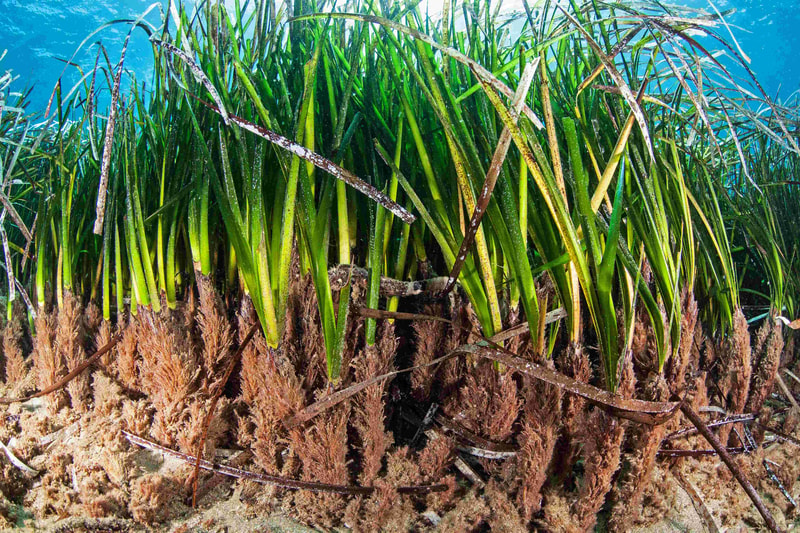 Dense green grasses with long blades growing from a brown, fibrous base; submerged blue water backdrop and scattered dried brown stalks across the foreground.