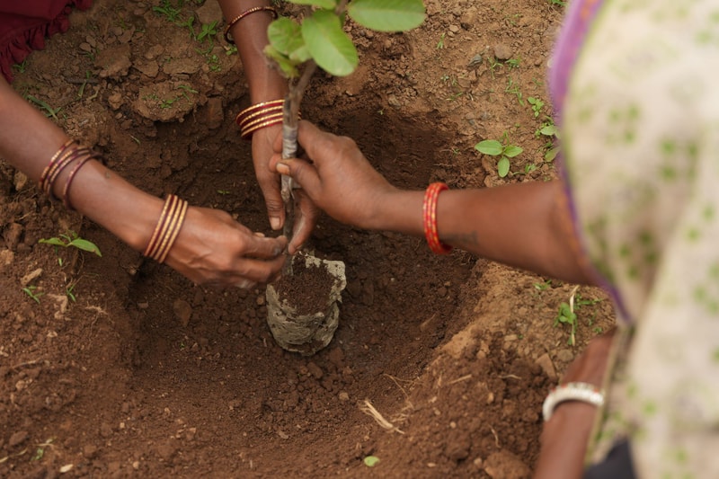 Three people plant a young sapling together, hands guiding a small tree into the soil, with red bangles on their wrists and soil around the planting site.