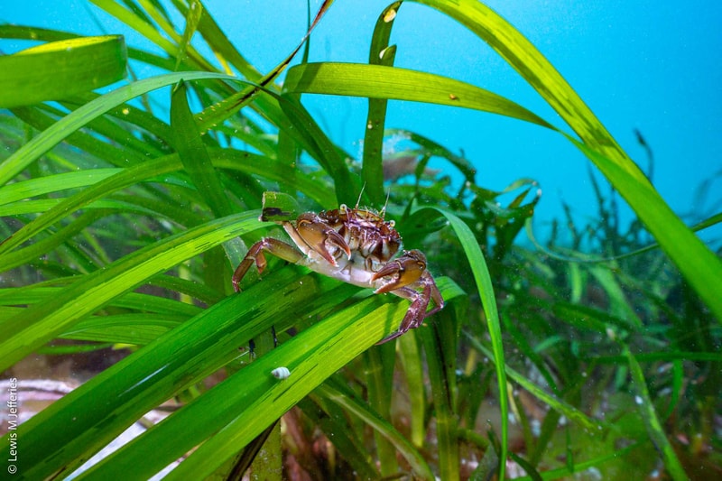 A small brown and white crab perched on green aquatic plant leaves underwater, with a bright blue background and long blade-like leaves surrounding it.