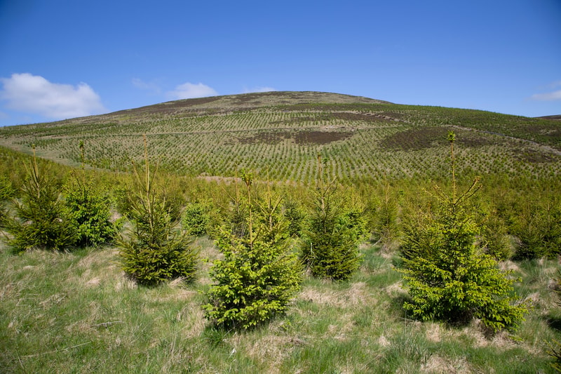 Row of small evergreen trees in a field with rolling hills planted in neat rows under a bright blue sky and a few white clouds.
