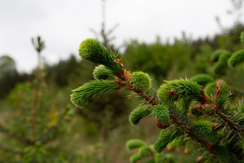 Close-up of bright green, fluffy pine needles on a conifer branch with brown buds, set against a soft, blurred natural background.