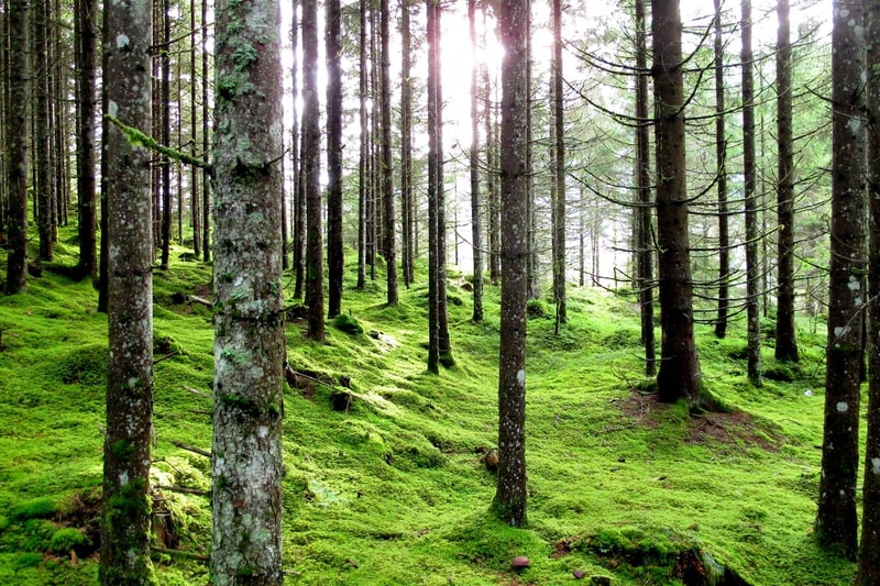 A lush mossy forest with tall, slender trees evenly spaced, sunlight filtering through, and vibrant green ground cover blanketing the softly undulating floor.